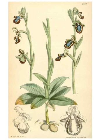 Reproducción/Reproduction 35275258695: Curtis's botanical magazine.. London ; New York [etc.] :Academic Press [etc.]