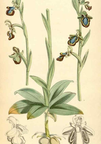 Reproducción/Reproduction 35275258695: Curtis's botanical magazine.. London ; New York [etc.] :Academic Press [etc.]