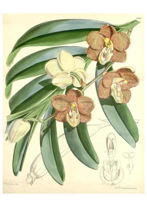 Reproducción/Reproduction 35275259795: Curtis's botanical magazine.. London ; New York [etc.] :Academic Press [etc.]