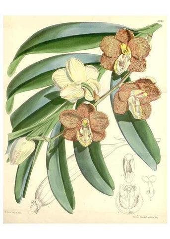 Reproducción/Reproduction 35275259795: Curtis's botanical magazine.. London ; New York [etc.] :Academic Press [etc.]