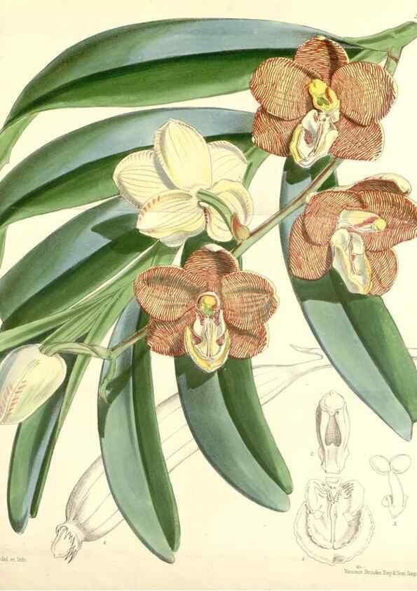 Reproducción/Reproduction 35275259795: Curtis's botanical magazine.. London ; New York [etc.] :Academic Press [etc.]