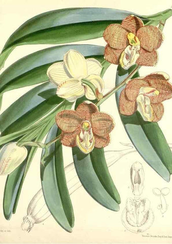Reproducción/Reproduction 35275259795: Curtis's botanical magazine.. London ; New York [etc.] :Academic Press [etc.]