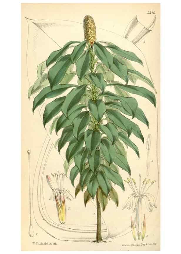 Reproducción/Reproduction 35275261535: Curtis's botanical magazine.. London ; New York [etc.] :Academic Press [etc.]