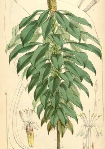 Reproducción/Reproduction 35275261535: Curtis's botanical magazine.. London ; New York [etc.] :Academic Press [etc.]