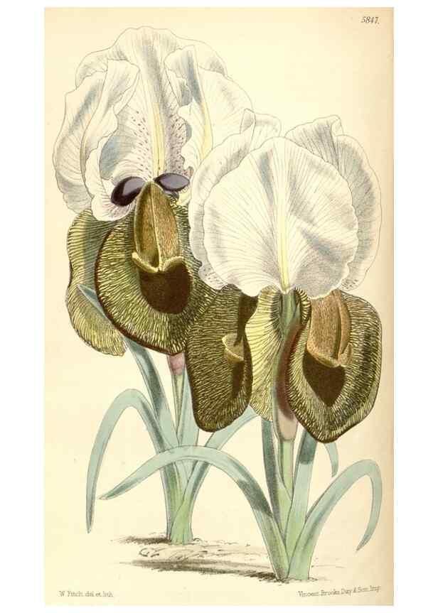 Reproducción/Reproduction 35275263445: Curtis's botanical magazine.. London ; New York [etc.] :Academic Press [etc.]