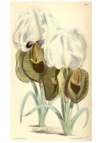 Reproducción/Reproduction 35275263445: Curtis's botanical magazine.. London ; New York [etc.] :Academic Press [etc.]