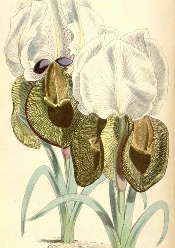 Reproducción/Reproduction 35275263445: Curtis's botanical magazine.. London ; New York [etc.] :Academic Press [etc.]