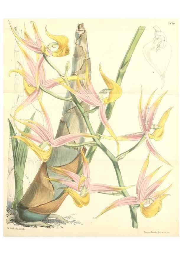 Reproducción/Reproduction 35145005241: Curtis's botanical magazine.. London ; New York [etc.] :Academic Press [etc.]