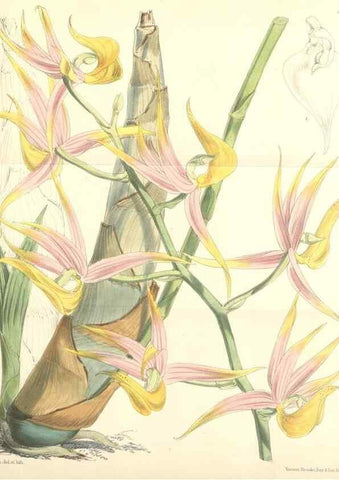 Reproducción/Reproduction 35145005241: Curtis's botanical magazine.. London ; New York [etc.] :Academic Press [etc.]