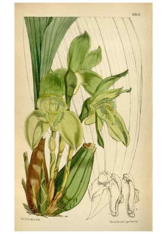 Reproducción/Reproduction 35267091431: Curtis's botanical magazine.. London ; New York [etc.] :Academic Press [etc.]