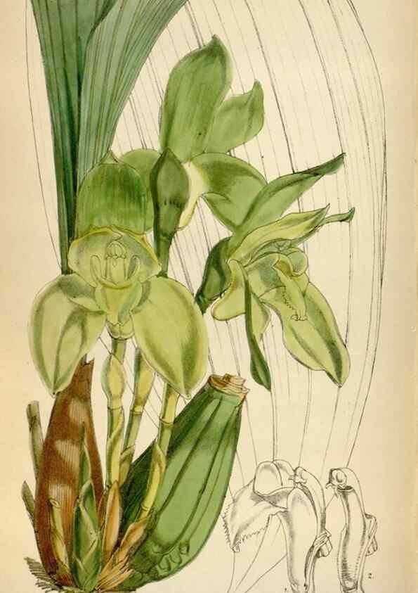 Reproducción/Reproduction 35267091431: Curtis's botanical magazine.. London ; New York [etc.] :Academic Press [etc.]