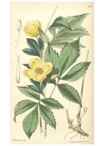 Reproducción/Reproduction 35275222245: Curtis's botanical magazine.. London ; New York [etc.] :Academic Press [etc.]