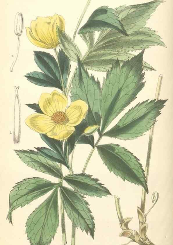 Reproducción/Reproduction 35275222245: Curtis's botanical magazine.. London ; New York [etc.] :Academic Press [etc.]