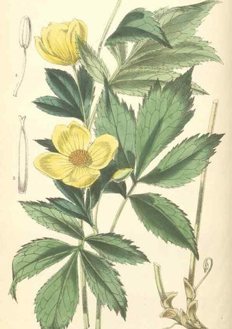 Reproducción/Reproduction 35275222245: Curtis's botanical magazine.. London ; New York [etc.] :Academic Press [etc.]