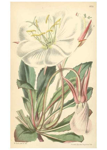 Reproducción/Reproduction 34465529083: Curtis's botanical magazine.. London ; New York [etc.] :Academic Press [etc.]