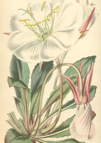 Reproducción/Reproduction 34465529083: Curtis's botanical magazine.. London ; New York [etc.] :Academic Press [etc.]