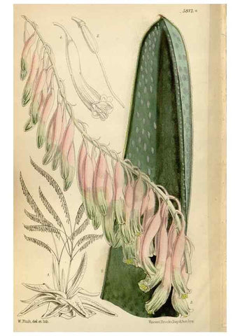 Reproducción/Reproduction 34431227704: Curtis's botanical magazine.. London ; New York [etc.] :Academic Press [etc.]