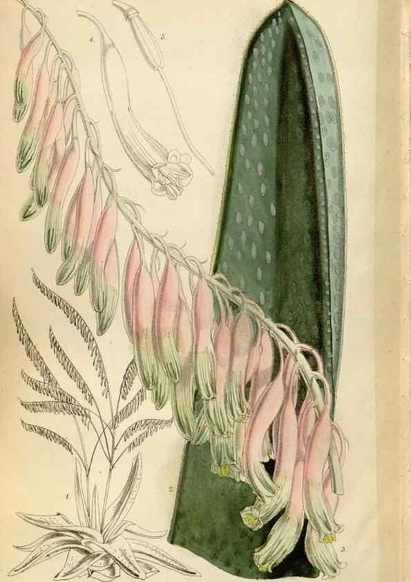 Reproducción/Reproduction 34431227704: Curtis's botanical magazine.. London ; New York [etc.] :Academic Press [etc.]
