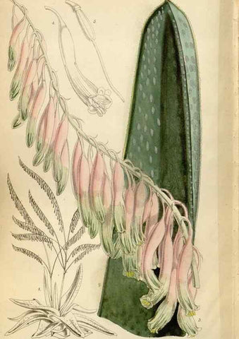Reproducción/Reproduction 34431227704: Curtis's botanical magazine.. London ; New York [etc.] :Academic Press [etc.]