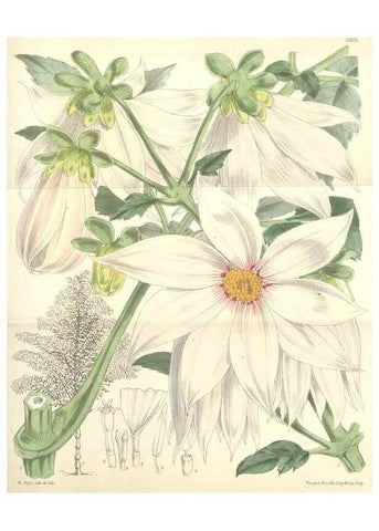 Reproducción/Reproduction 35234660416: Curtis's botanical magazine.. London ; New York [etc.] :Academic Press [etc.]