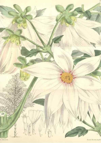 Reproducción/Reproduction 35234660416: Curtis's botanical magazine.. London ; New York [etc.] :Academic Press [etc.]