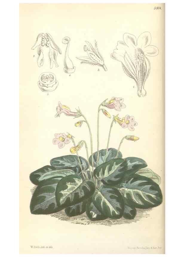 Reproducción/Reproduction 35108652742: Curtis's botanical magazine.. London ; New York [etc.] :Academic Press [etc.]