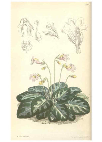 Reproducción/Reproduction 35108652742: Curtis's botanical magazine.. London ; New York [etc.] :Academic Press [etc.]