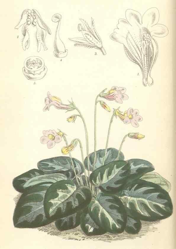 Reproducción/Reproduction 35108652742: Curtis's botanical magazine.. London ; New York [etc.] :Academic Press [etc.]