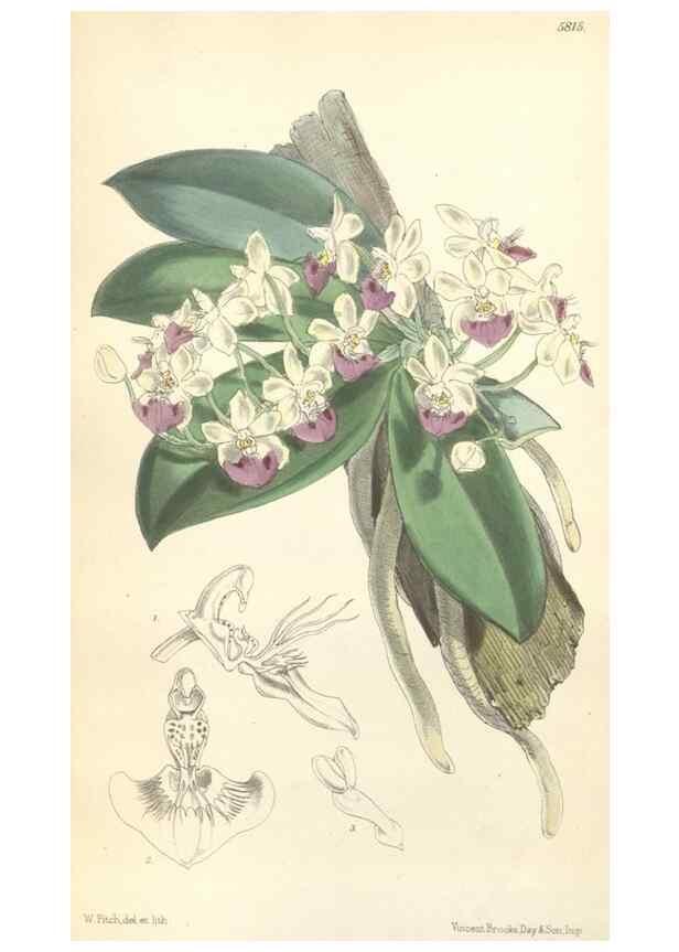 Reproducción/Reproduction 34887890470: Curtis's botanical magazine.. London ; New York [etc.] :Academic Press [etc.]