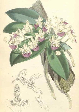 Reproducción/Reproduction 34887890470: Curtis's botanical magazine.. London ; New York [etc.] :Academic Press [etc.]