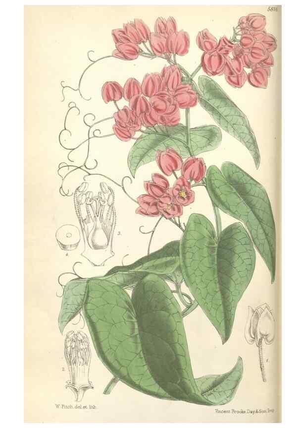 Reproducción/Reproduction 35108655822: Curtis's botanical magazine.. London ; New York [etc.] :Academic Press [etc.]