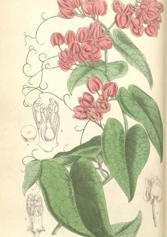 Reproducción/Reproduction 35108655822: Curtis's botanical magazine.. London ; New York [etc.] :Academic Press [etc.]
