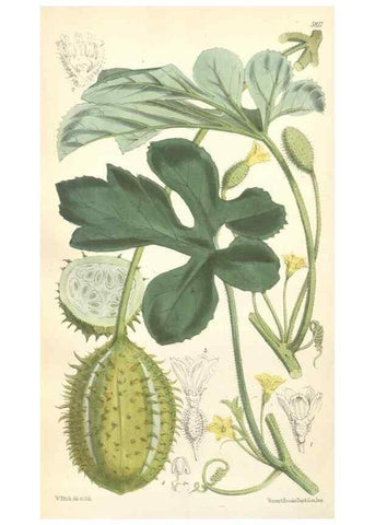 Reproducción/Reproduction 34887895000: Curtis's botanical magazine.. London ; New York [etc.] :Academic Press [etc.]