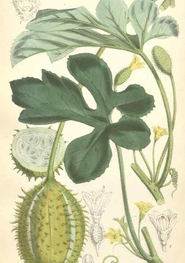 Reproducción/Reproduction 34887895000: Curtis's botanical magazine.. London ; New York [etc.] :Academic Press [etc.]