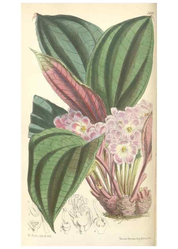 Reproducción/Reproduction 35275189445: Curtis's botanical magazine.. London ; New York [etc.] :Academic Press [etc.]