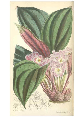 Reproducción/Reproduction 35275189445: Curtis's botanical magazine.. London ; New York [etc.] :Academic Press [etc.]