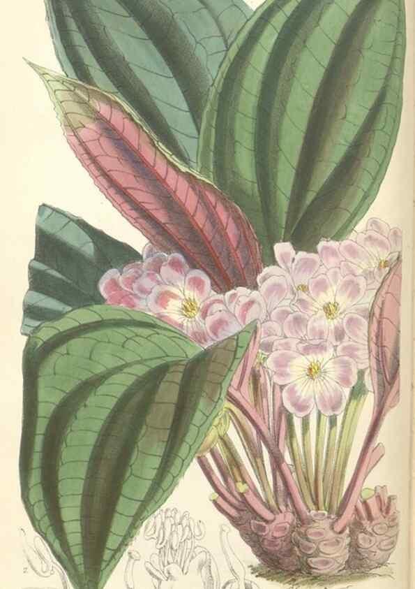 Reproducción/Reproduction 35275189445: Curtis's botanical magazine.. London ; New York [etc.] :Academic Press [etc.]