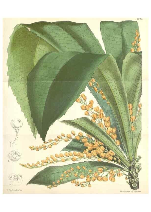 Reproducción/Reproduction 34465530373: Curtis's botanical magazine.. London ; New York [etc.] :Academic Press [etc.]