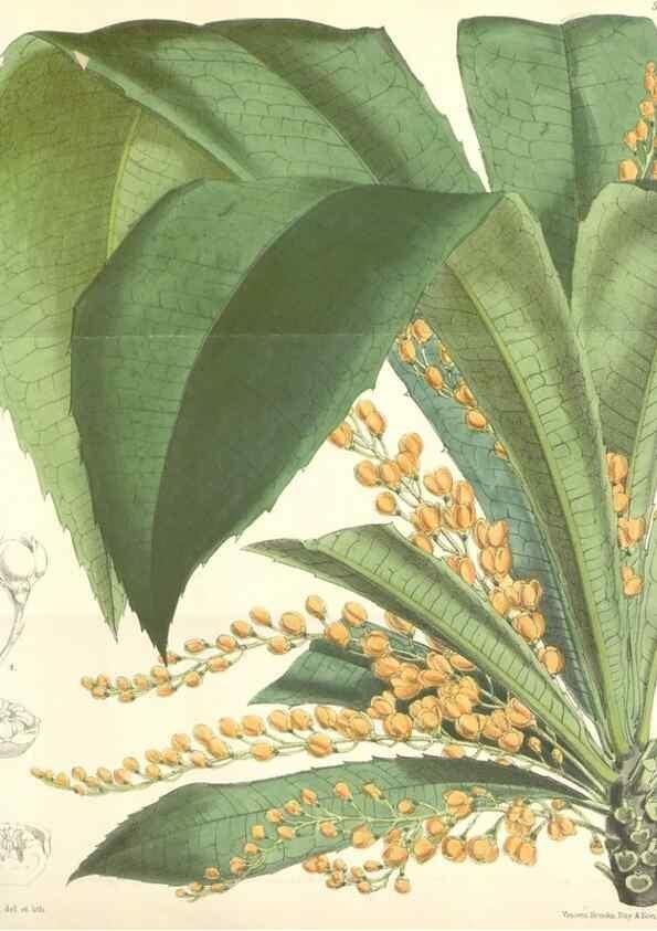 Reproducción/Reproduction 34465530373: Curtis's botanical magazine.. London ; New York [etc.] :Academic Press [etc.]