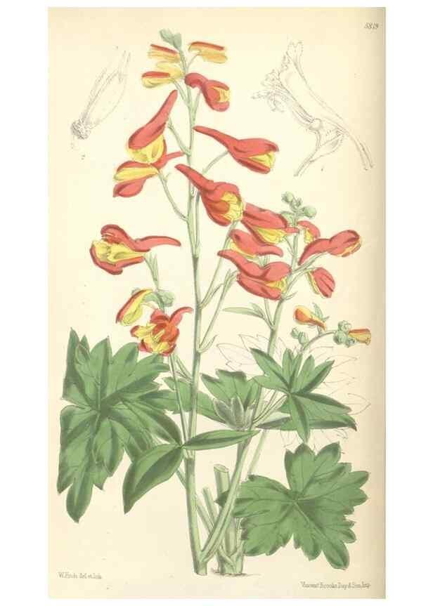 Reproducción/Reproduction 34887898680: Curtis's botanical magazine.. London ; New York [etc.] :Academic Press [etc.]