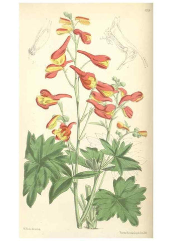 Reproducción/Reproduction 34887898680: Curtis's botanical magazine.. London ; New York [etc.] :Academic Press [etc.]