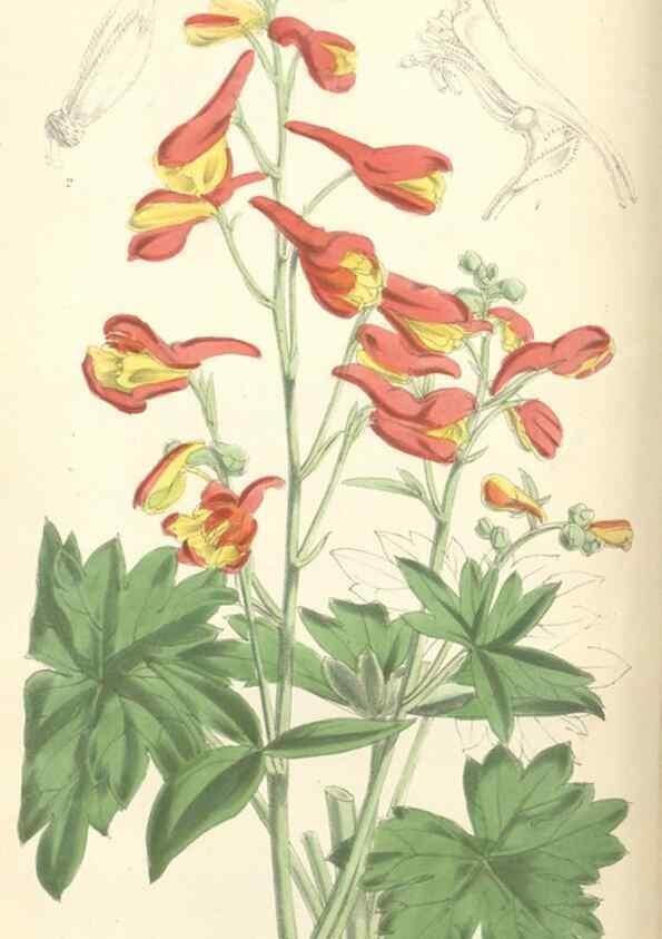 Reproducción/Reproduction 34887898680: Curtis's botanical magazine.. London ; New York [etc.] :Academic Press [etc.]