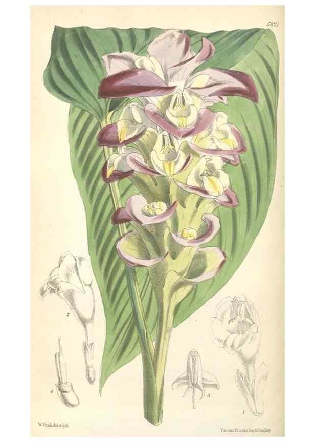 Reproducción/Reproduction 34431327624: Curtis's botanical magazine.. London ; New York [etc.] :Academic Press [etc.]