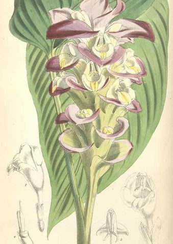 Reproducción/Reproduction 34431327624: Curtis's botanical magazine.. London ; New York [etc.] :Academic Press [etc.]