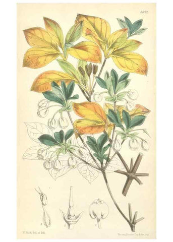 Reproducción/Reproduction 34431330254: Curtis's botanical magazine.. London ; New York [etc.] :Academic Press [etc.]