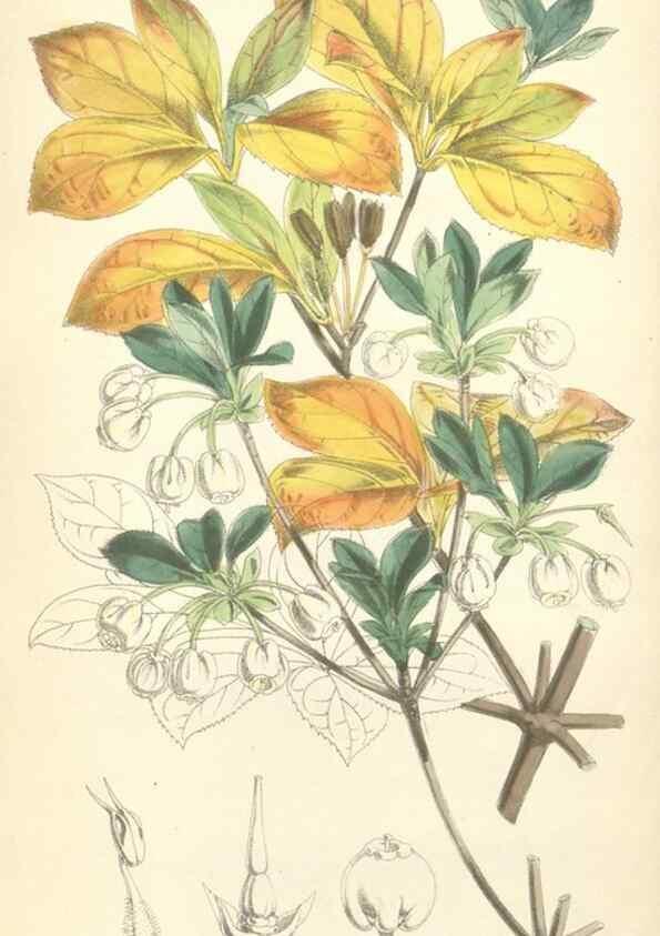 Reproducción/Reproduction 34431330254: Curtis's botanical magazine.. London ; New York [etc.] :Academic Press [etc.]