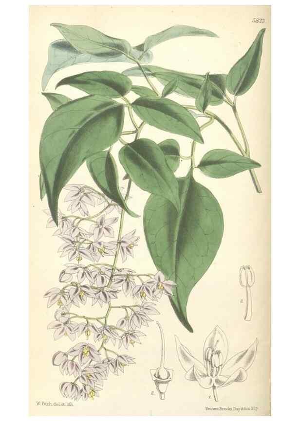 Reproducción/Reproduction 34431333264: Curtis's botanical magazine.. London ; New York [etc.] :Academic Press [etc.]