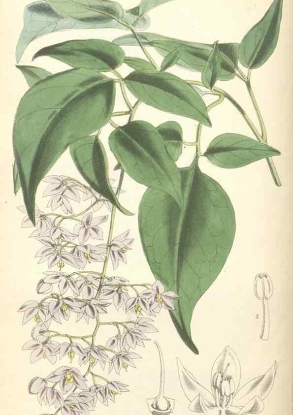 Reproducción/Reproduction 34431333264: Curtis's botanical magazine.. London ; New York [etc.] :Academic Press [etc.]
