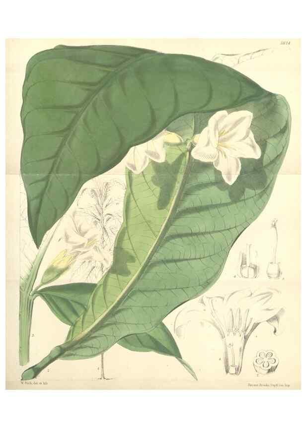 Reproducción/Reproduction 35275205955: Curtis's botanical magazine.. London ; New York [etc.] :Academic Press [etc.]