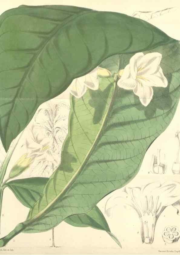 Reproducción/Reproduction 35275205955: Curtis's botanical magazine.. London ; New York [etc.] :Academic Press [etc.]
